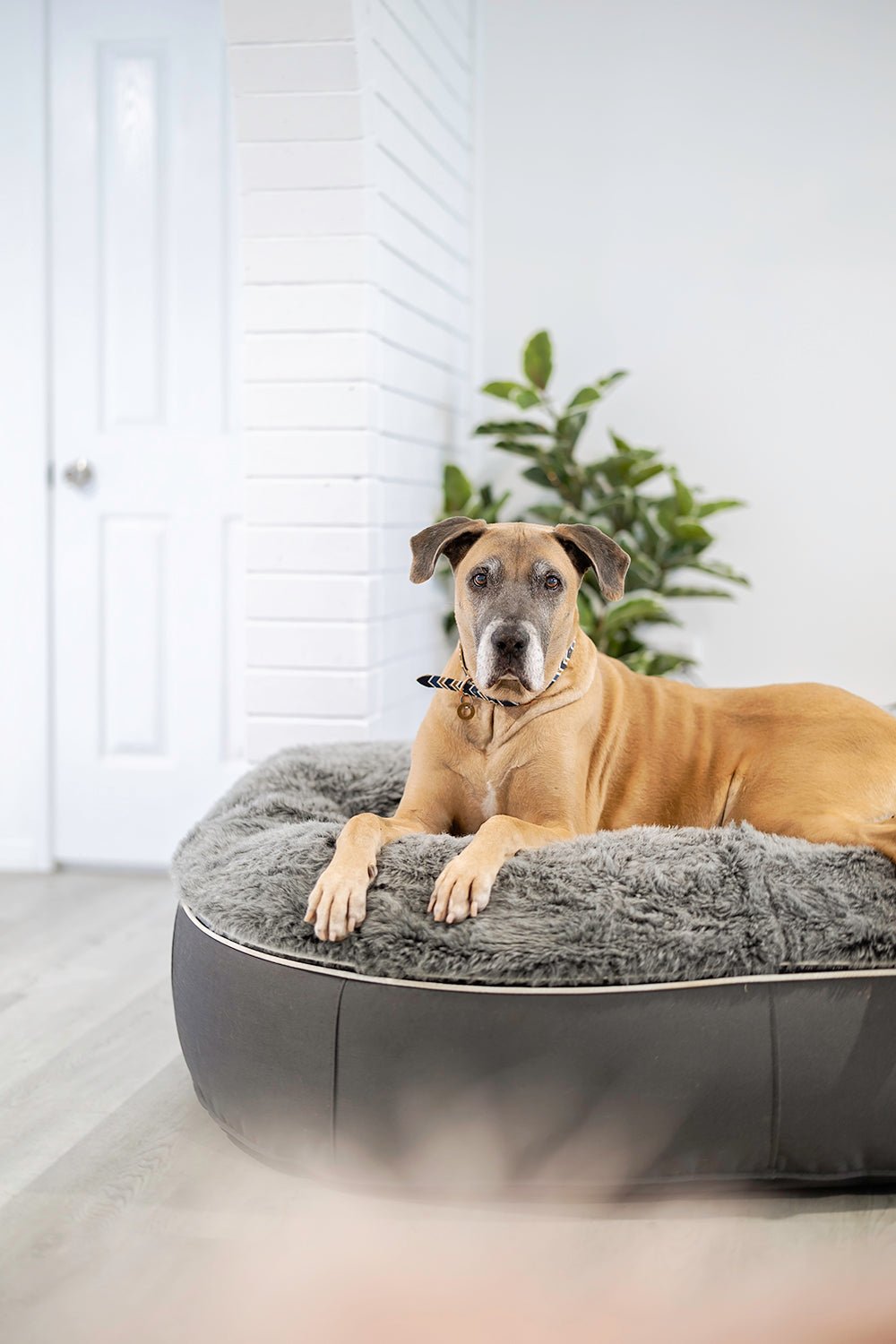 Keeping Your Dog Happy and Active During Lockdown