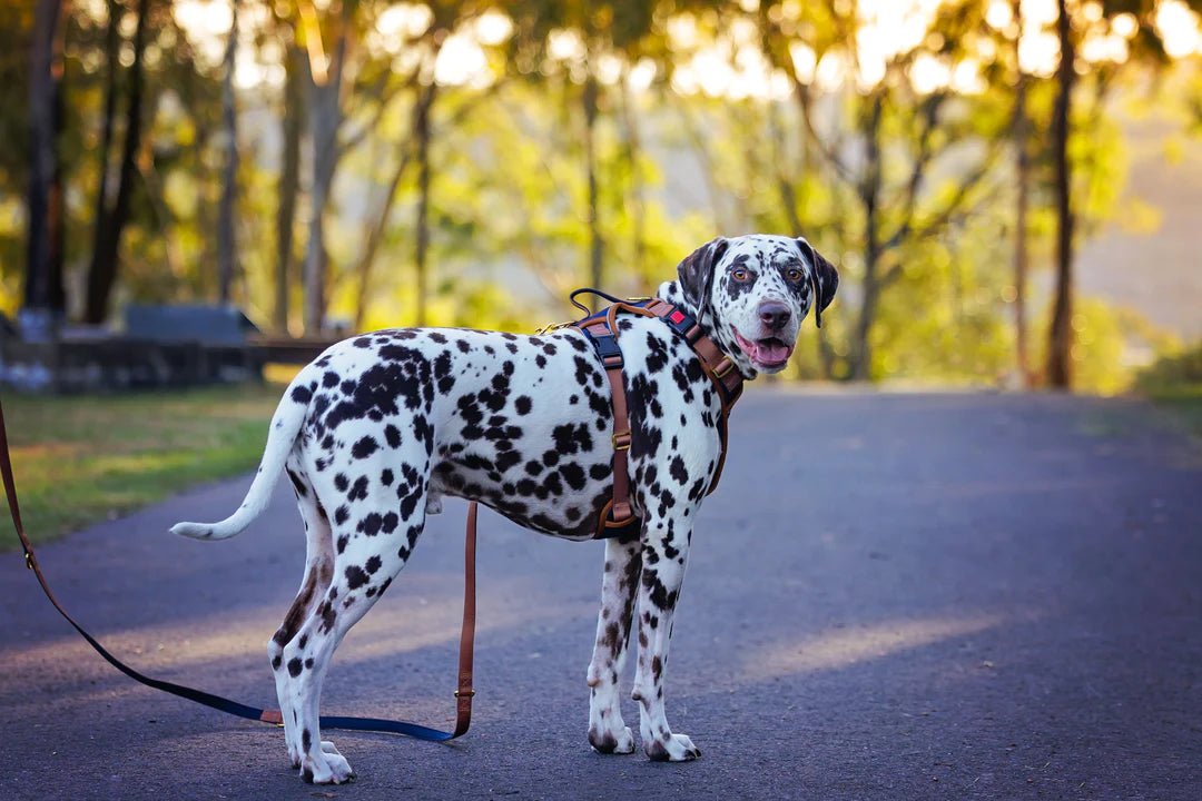 A Dalmatian dog wearing a harness and lead on a dog walk