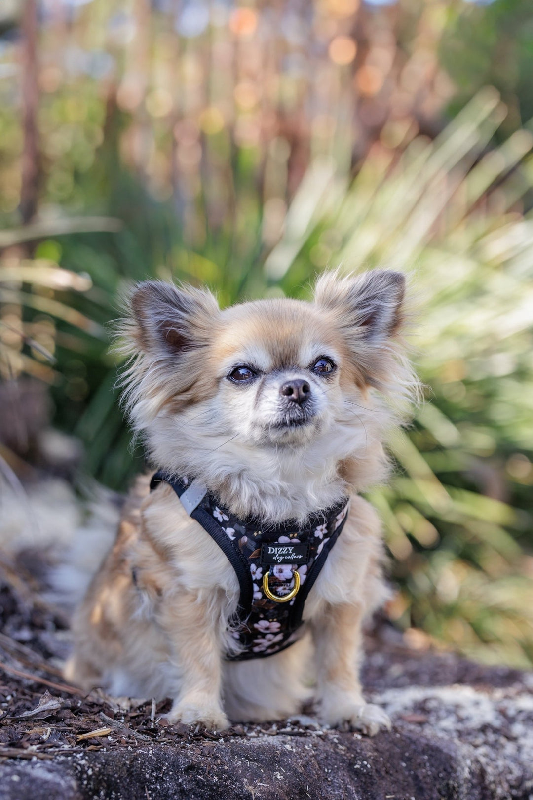 How to Choose the Right Harness for Your Dog: A Comprehensive Guide