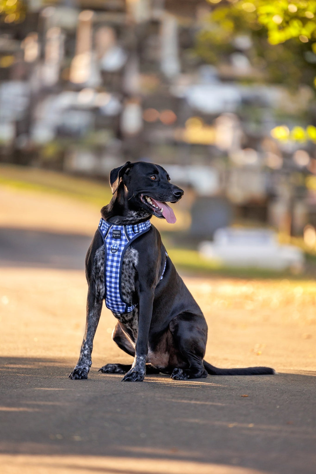 How to Stop Your Dog from Pulling on Walks: A Step-by-Step Guide