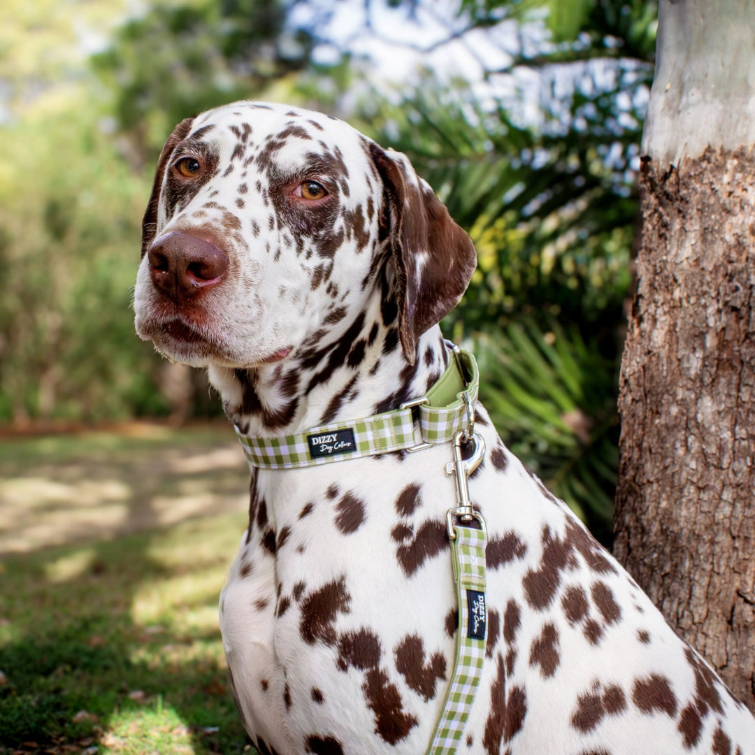 Understanding Martingale Collars: What They Are and How to Use Them