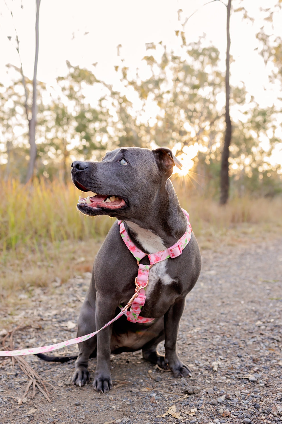 staffy dog in pink sakura dog harness