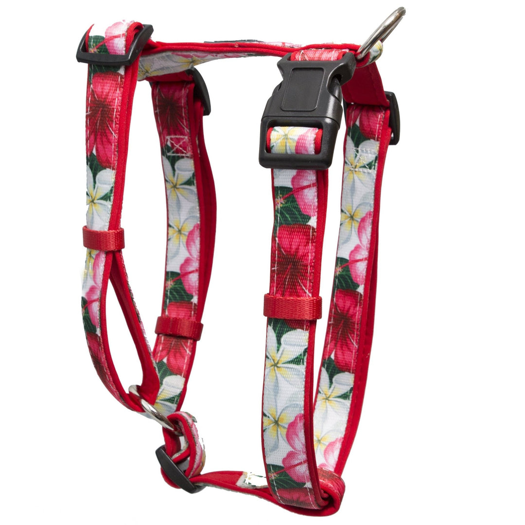 H-Harnesses-Dizzy Dog Collars