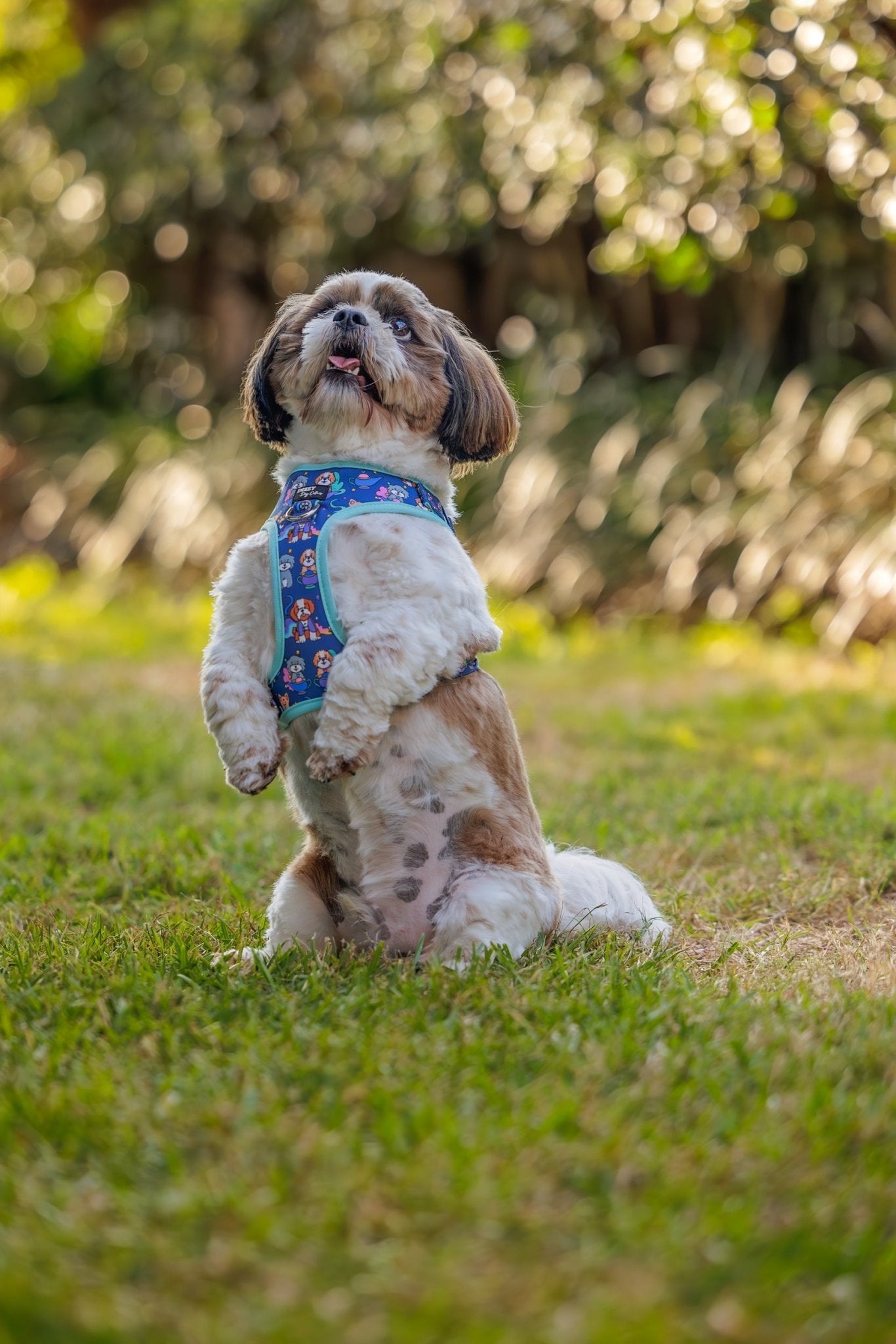 DOG HARNESS Wish Upon A Genie Neck Adjustable Dog Harness