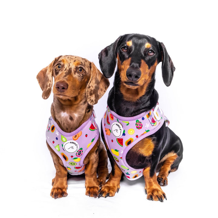 Paradise Punch: Adjustable Harness-Harness-Dizzy Dog Collars