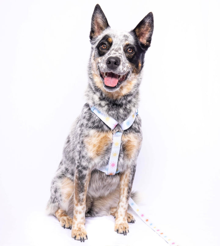 Walking on Sunshine: Strap Harness-Harness-Dizzy Dog Collars