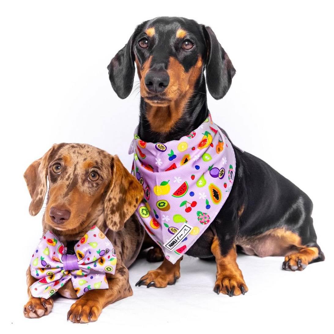 Paradise Punch: Bandana-Bandana-Dizzy Dog Collars