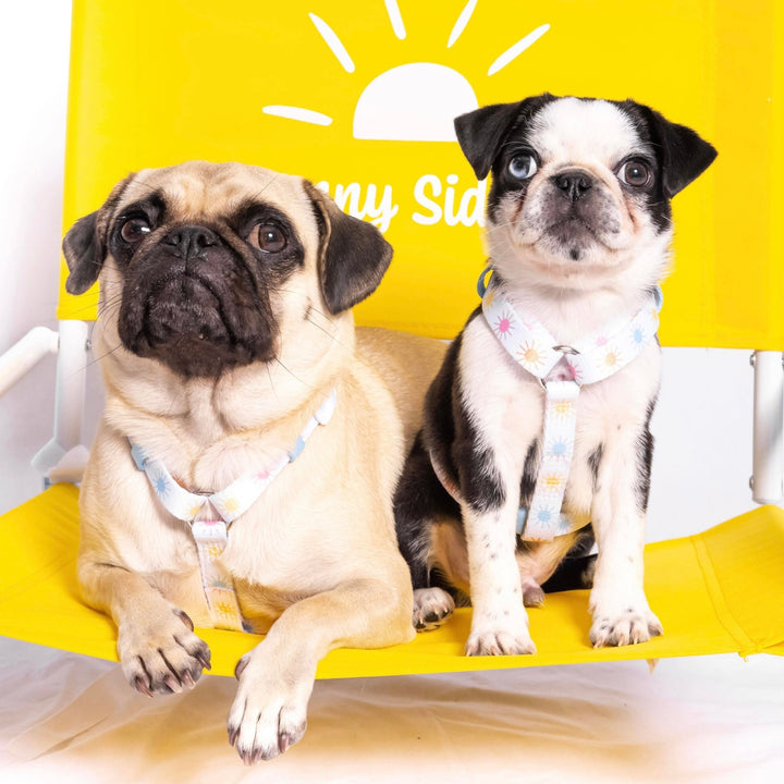 Walking on Sunshine: Strap Harness-Harness-Dizzy Dog Collars