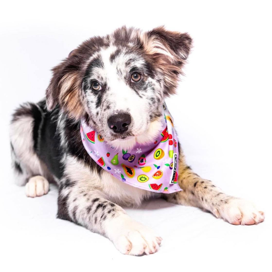 Paradise Punch: Bandana-Bandana-Dizzy Dog Collars