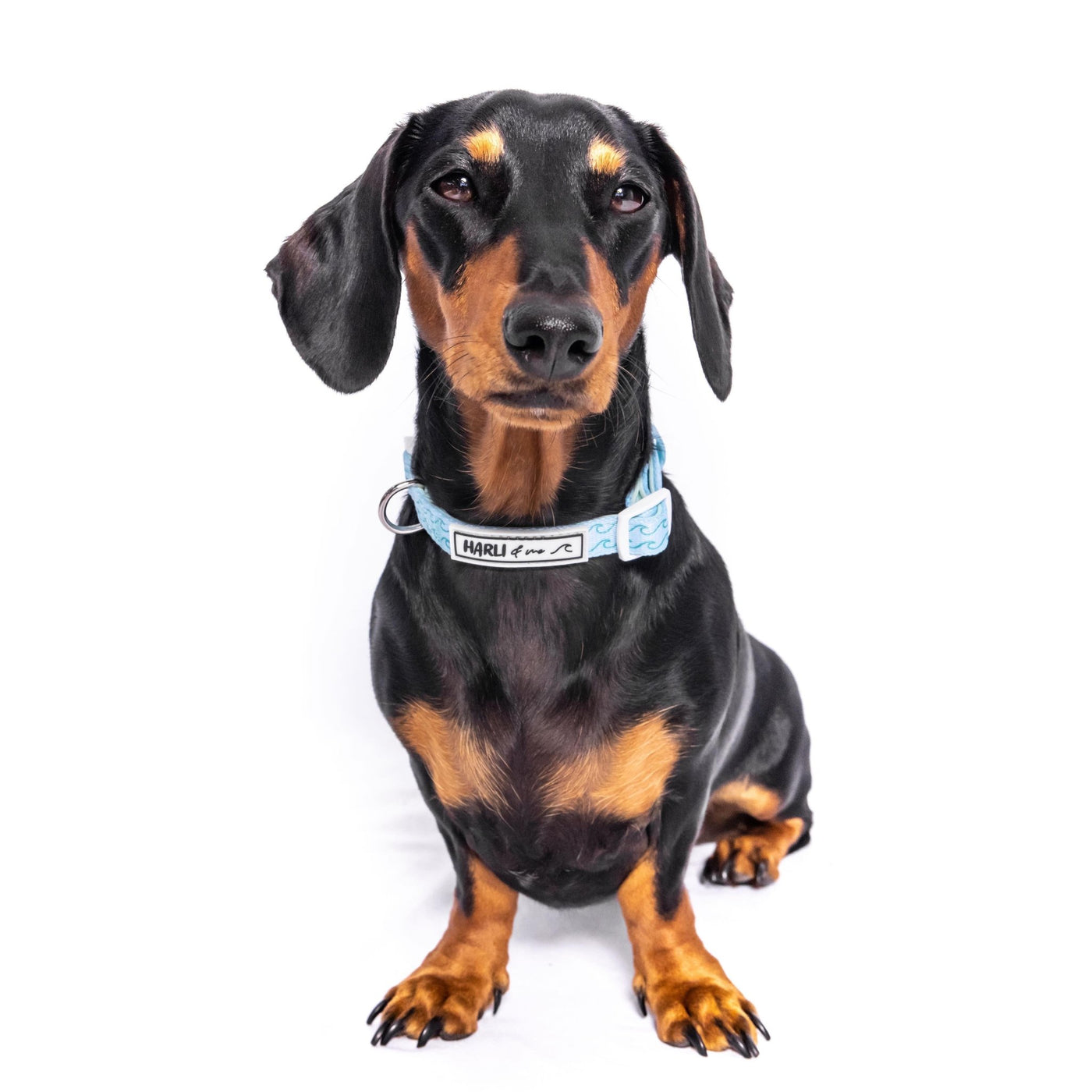 Poseidon: Collar-Harness-Dizzy Dog Collars