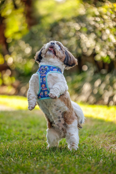 DOG HARNESS | Wish Upon A Genie | Neck Adjustable Dog Harness