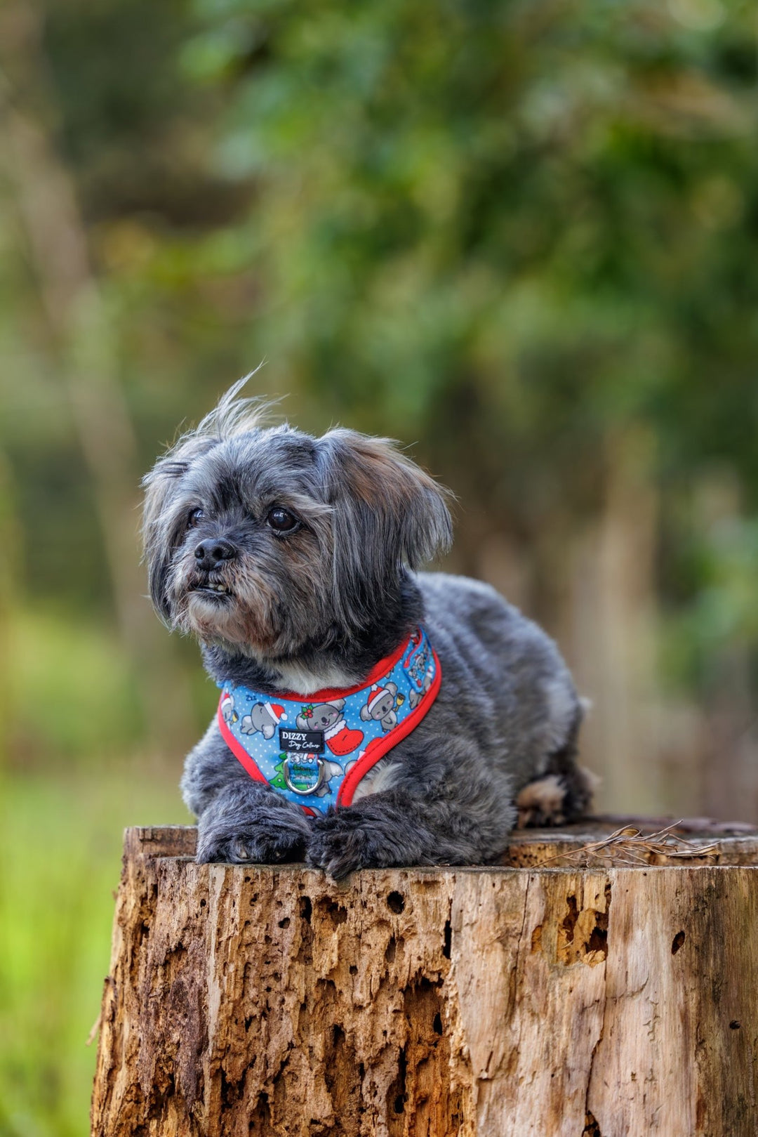 DOG HARNESS | Christmas Koalas | Neck Adjustable Dog Harness