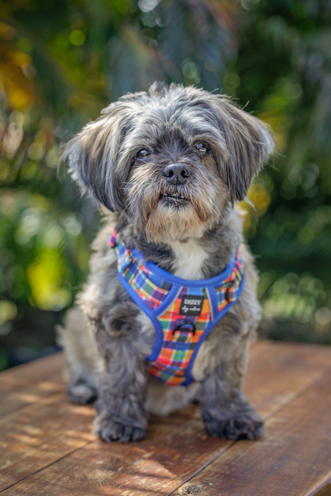 The image shows an adorable small dog, possibly a Shih Tzu, wearing a colourful no-pull dog harness. The harness features a vibrant plaid pattern with shades of red, blue, yellow, and green, outlined in blue. The dog is sitting on a wooden surface with a blurred, lush green background, giving the photo a natural and outdoor feel. The dog's expression is calm and slightly curious, making for a charming and heartwarming image.