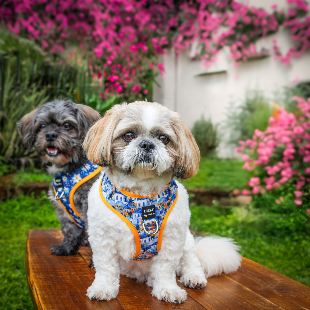 DOG HARNESS | Mediterranean Magic Neck Adjustable Dog Harness