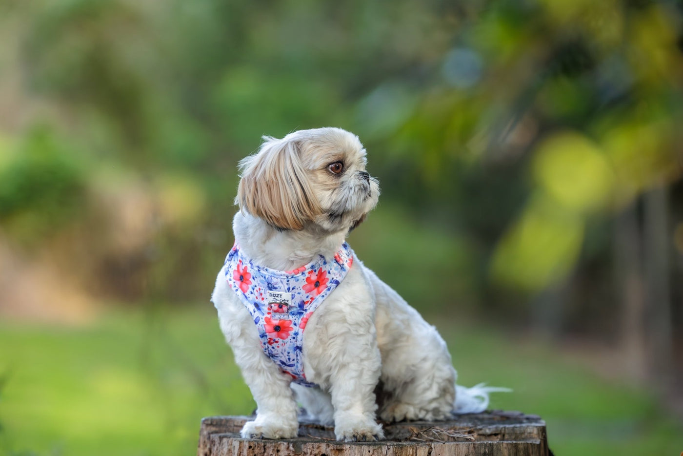 DOG HARNESS |  Royal Bouquet | Neck Adjustable Dog Harness