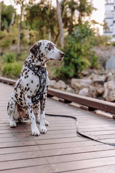 Dalmatian wearing a black floral-patterned harness, sitting on a wooden path outdoors, with greenery and rocks in the background.