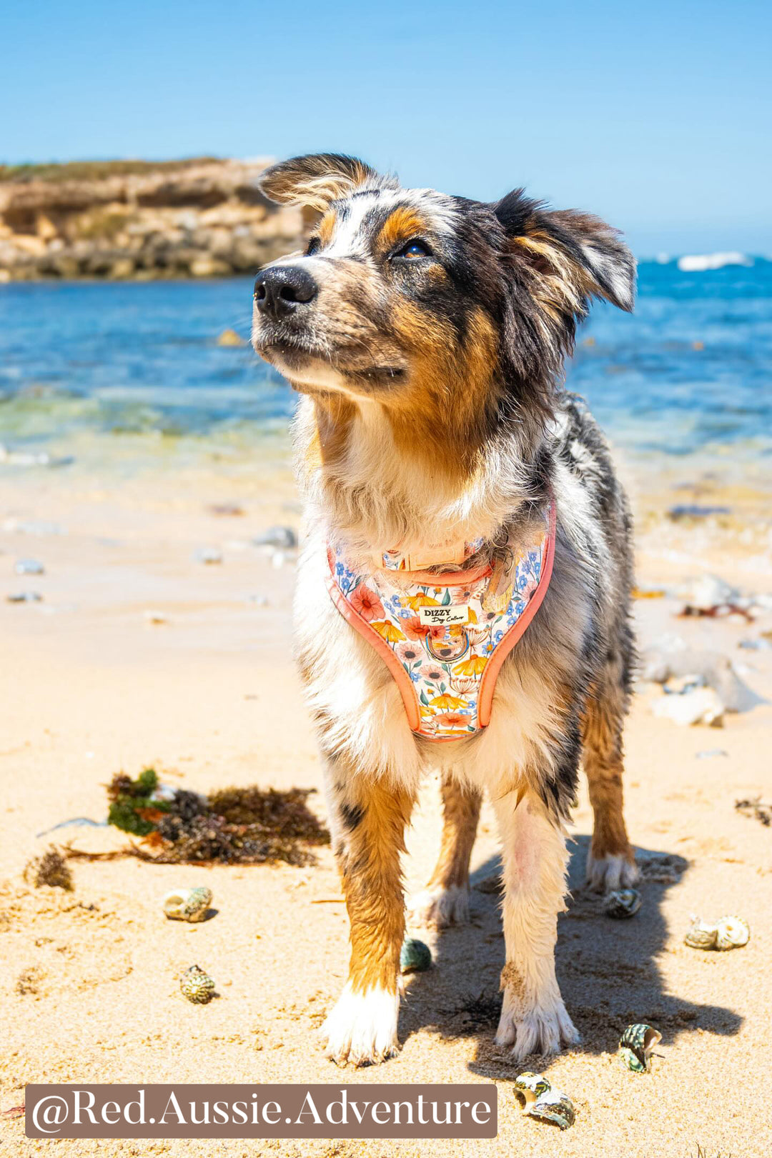 DOG HARNESS | Peachy Posies | Neck Adjustable Dog Harness-Fabric Harness-Dizzy Dog Collars