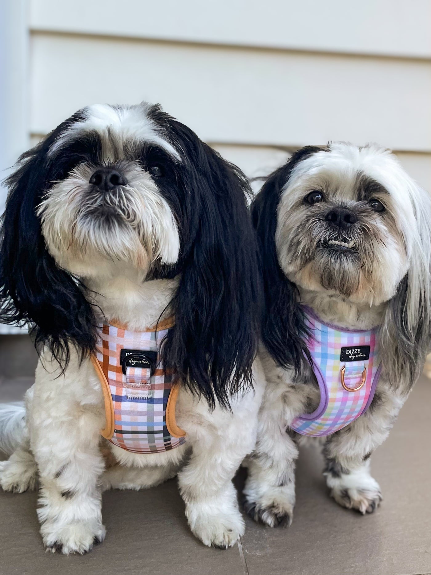 Two small dogs with long, fluffy fur, one with predominantly black and white fur and the other with white and grey fur, are sitting side by side. Both dogs are wearing pastel checkered harnesses from Dizzy Dog Collars, featuring front attach D-rings. The harness on the left dog has an beige orange trim, while the one on the right dog has a lilac trim. They are sitting on a brown surface with a white wall in the background.