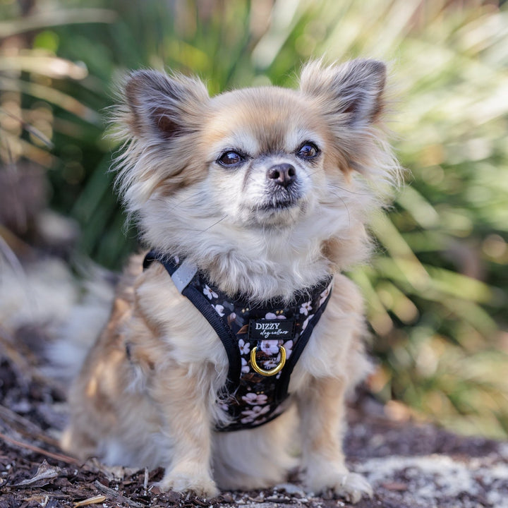 Small Chihuahua wearing a stylish black harness with a cherry blossom pattern, standing on a natural forest floor with green, blurred foliage in the background