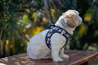 Step In Dog Harness: No Pull Harness | For XS to Medium Dogs & Cats | Midnight Cherry Blossoms