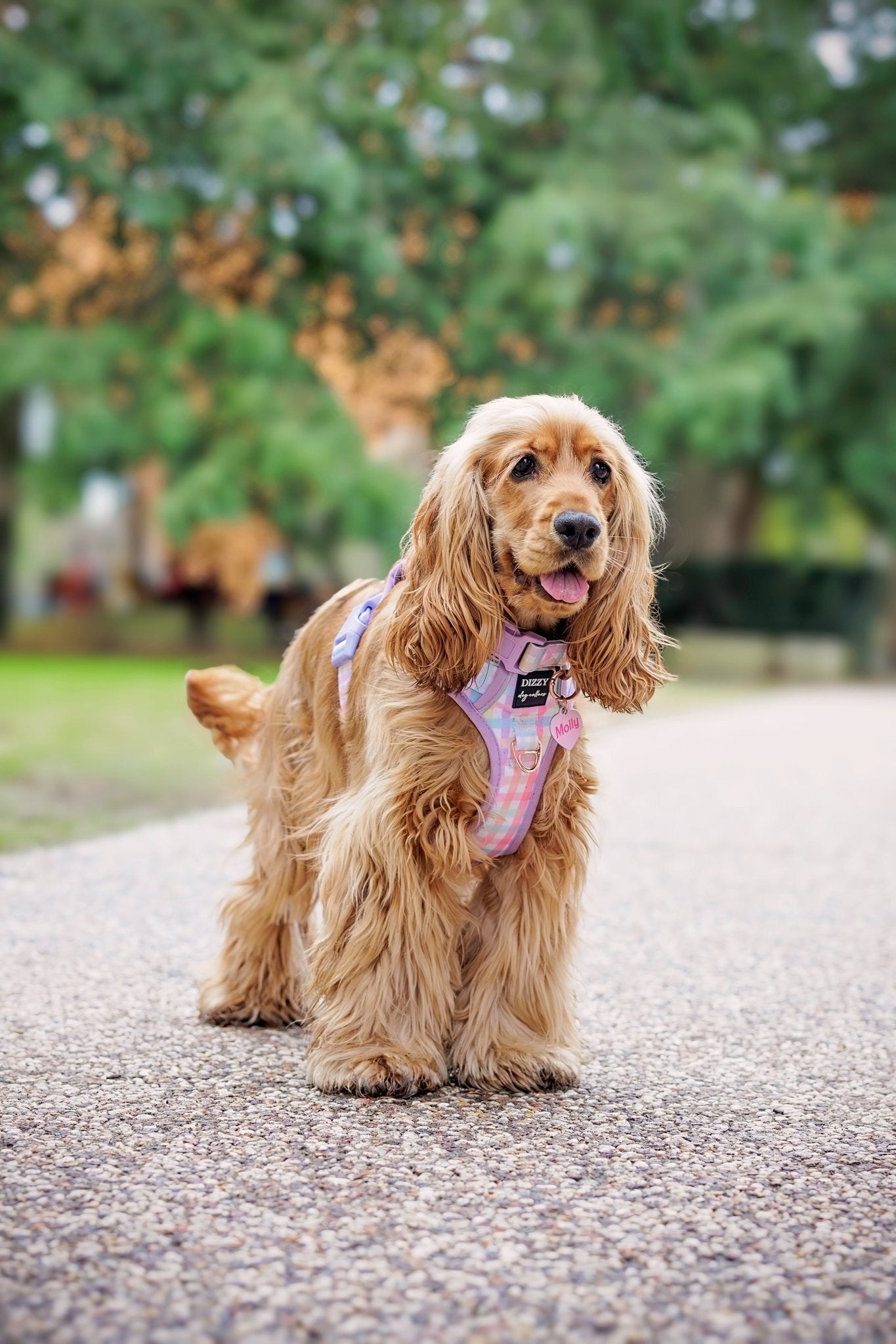 No Pull Dog Harness | Step in | Reflective | Heavy Duty | Easy Reach Handle | Sherbet Gingham