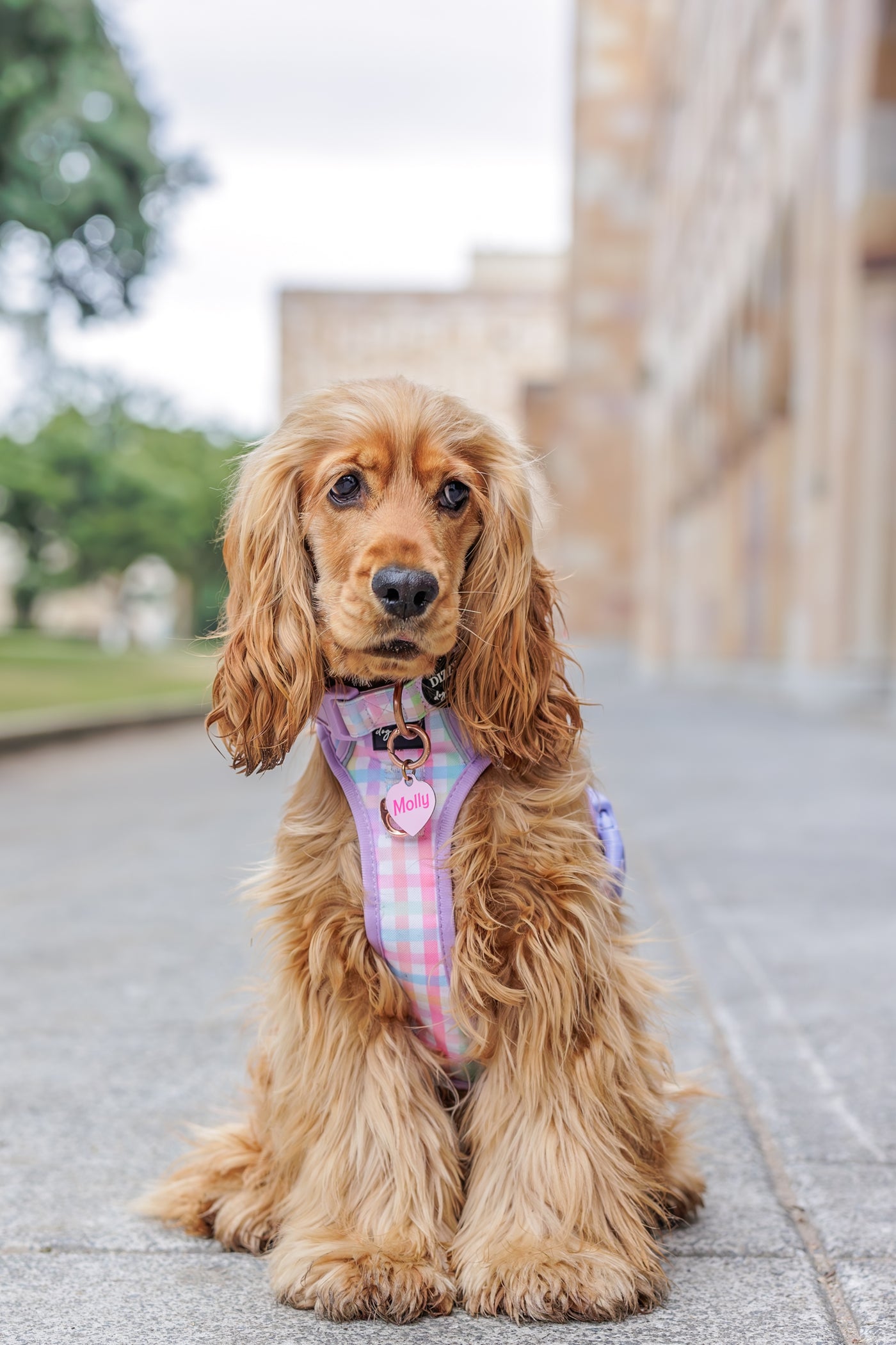 No Pull Dog Harness | Step in | Reflective | Heavy Duty | Easy Reach Handle | Sherbet Gingham