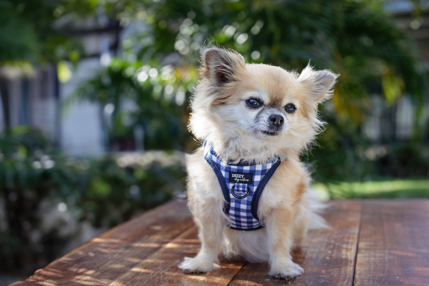 Step In Dog Harness: No Pull Harness | For XS to Medium Dogs & Cats | Navy Gingham