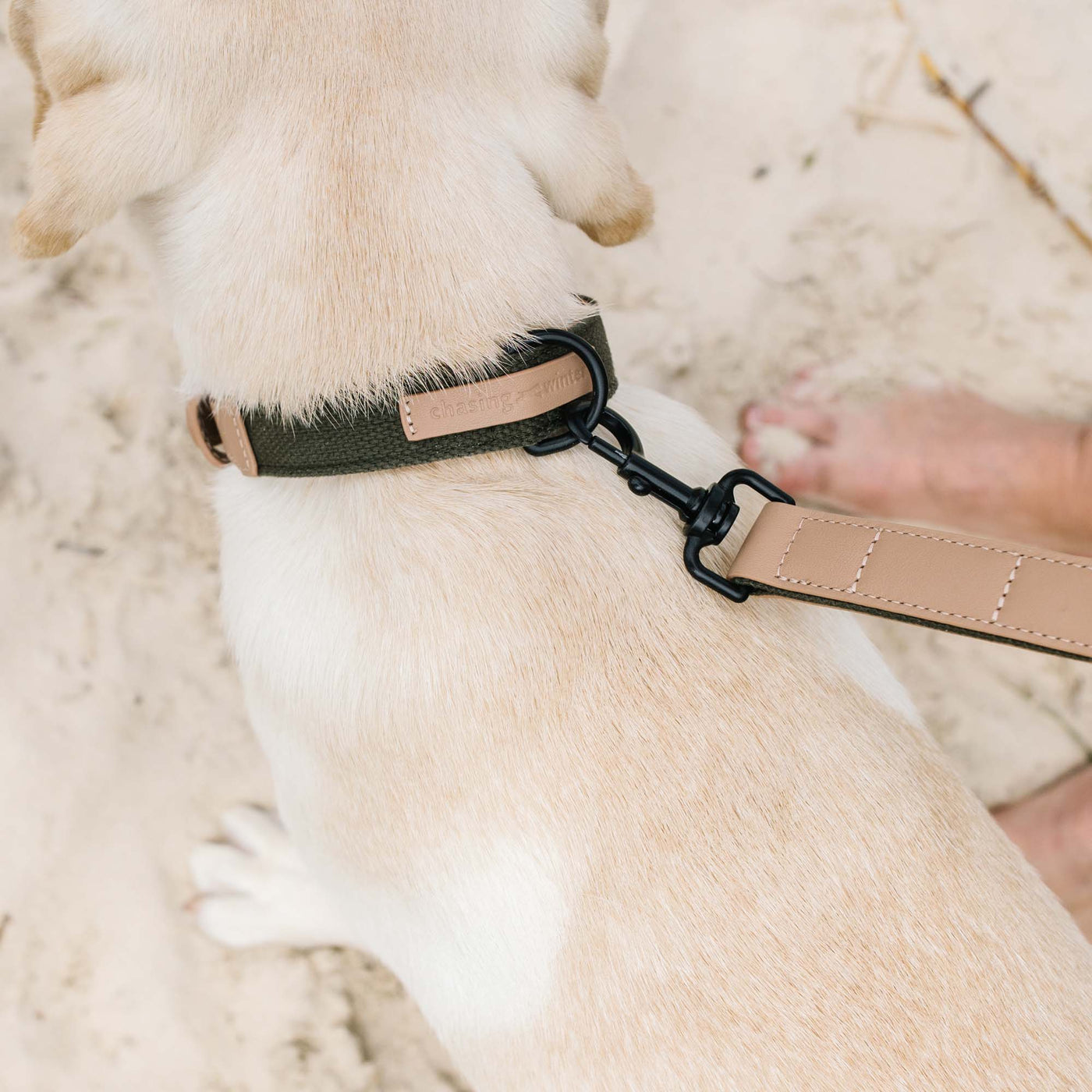 Safari Dog Collar | Genuine Leather