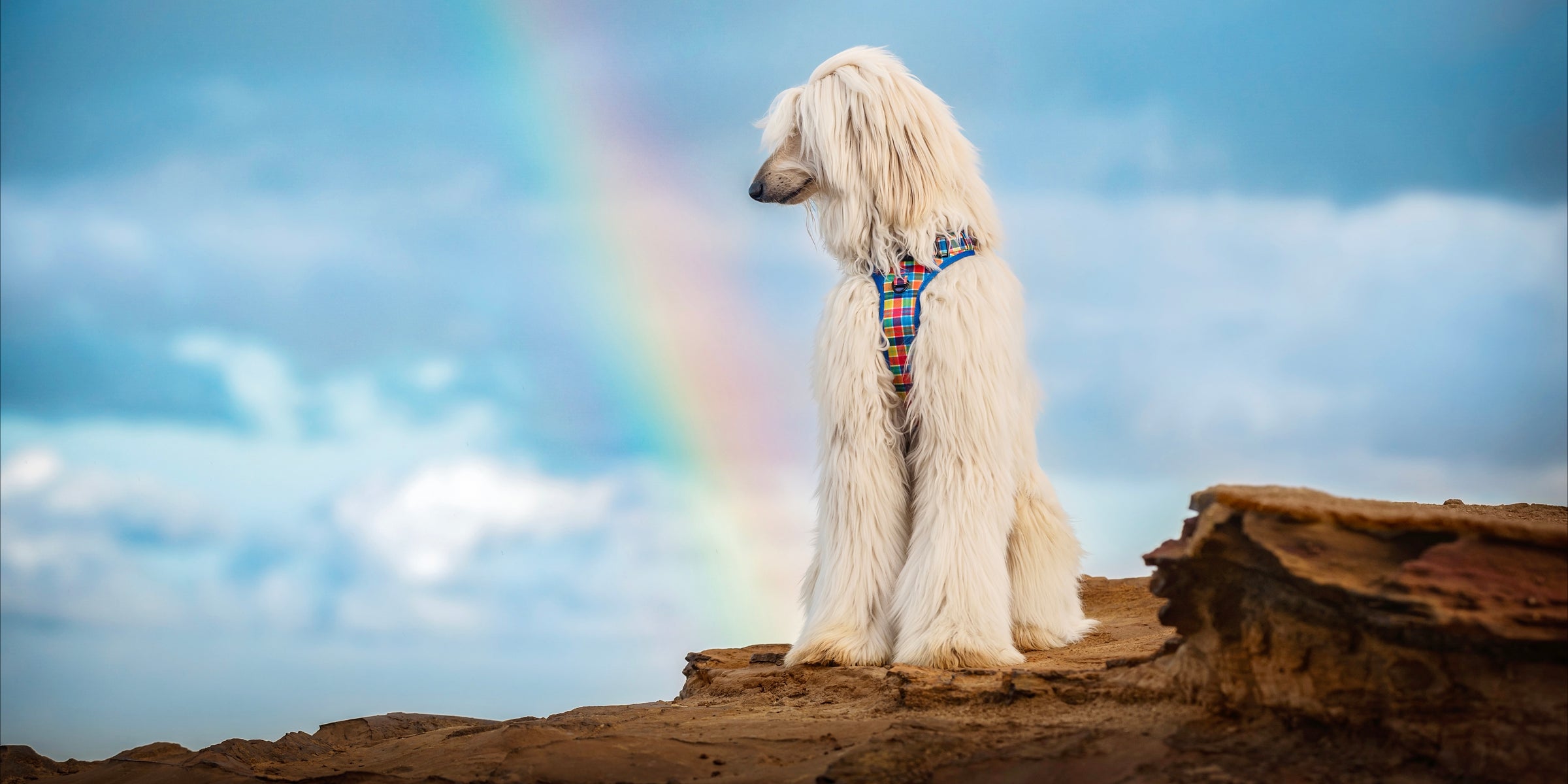 An elegant Afghan Hound with long, flowing white fur sits on a rocky ledge against a backdrop of a vibrant rainbow and a cloudy blue sky. The dog is wearing a colourful plaid harness, adding a pop of colour that complements the natural setting.