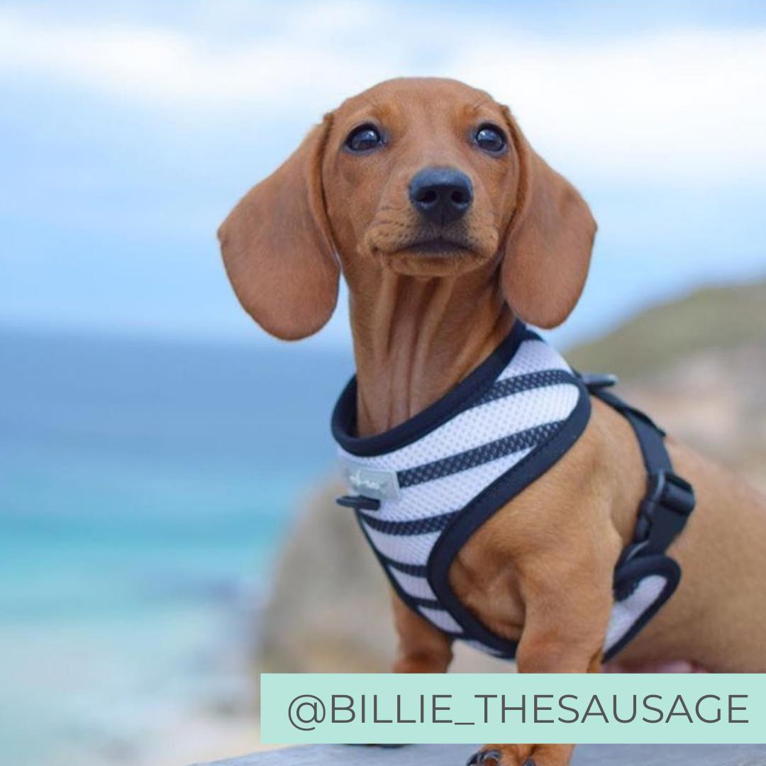 XL REVERSIBLE DOG HARNESS Peek A Moo CLEARANCE