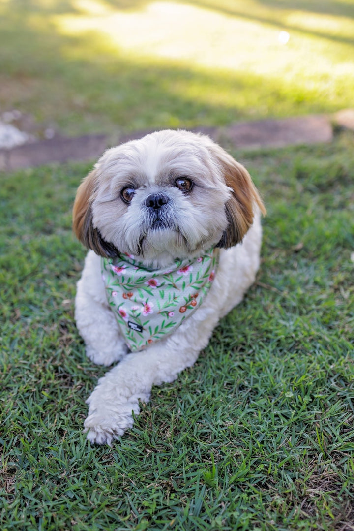 Bandana | Tie Up Dog Bandana | Manuka-Bandana-Dizzy Dog Collars