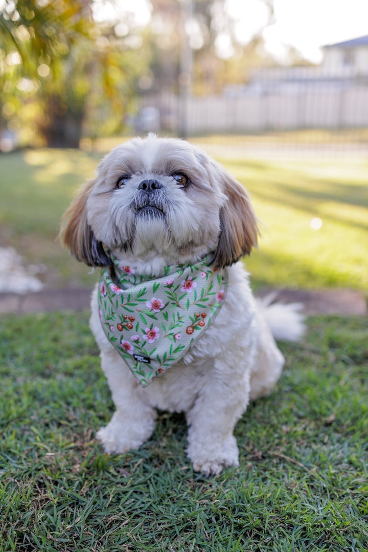 Bandana | Tie Up Dog Bandana | Manuka-Bandana-Dizzy Dog Collars