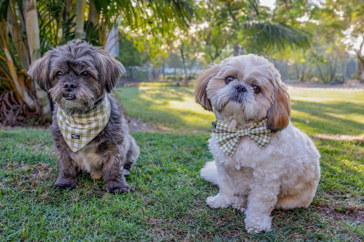 Bandana | Tie Up Dog Bandana | Olive Gingham-Bandana-Dizzy Dog Collars