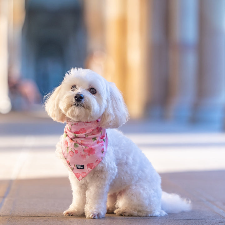 Bandana | Tie Up Dog Bandana | Sweet Sakura-Dizzy Dog Collars