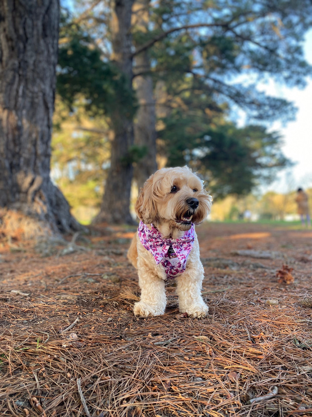 Pink Butterflies Sailor Bow Tie | Dog Bow-Dizzy Dog Collars