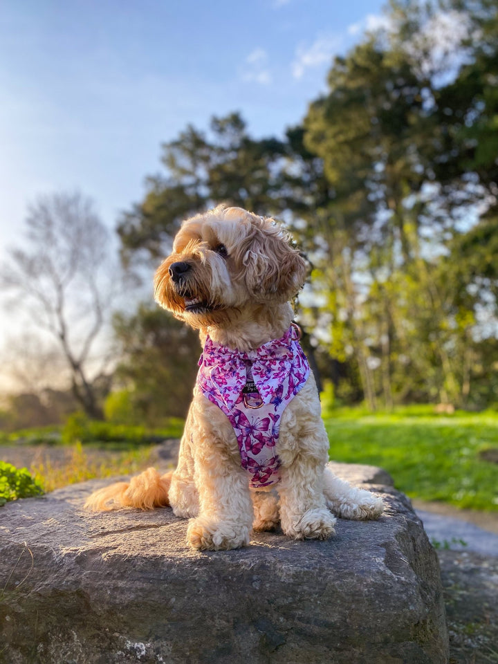 Pink Butterflies Sailor Bow Tie | Dog Bow-Dizzy Dog Collars