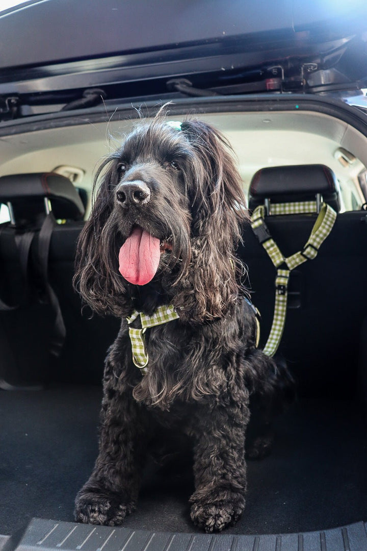 English cocker spaniel dog using car head rest restraint