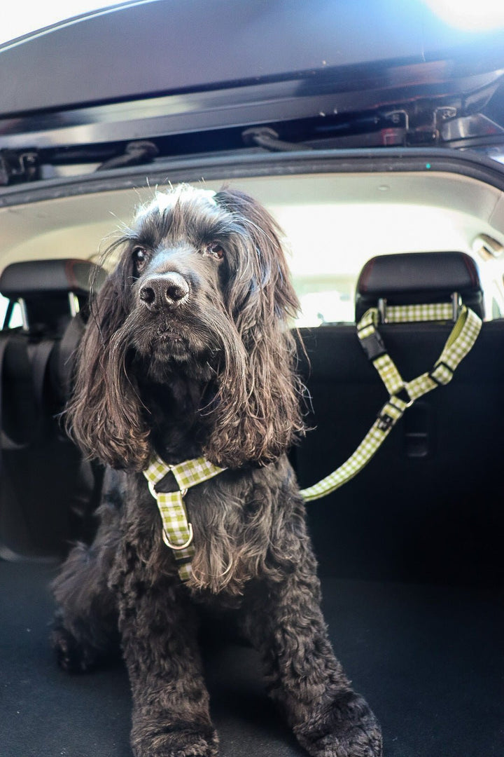 English cocker spaniel dog using car head rest restraint