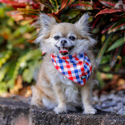 Chihuahua wearing a red, blue, and white gingham bandana, sitting on a stone ledge with vibrant tropical plants in the background