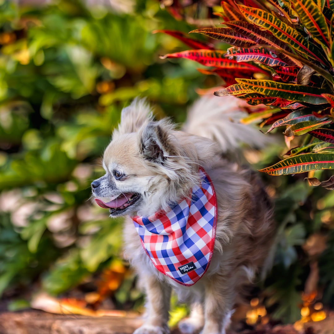 Chihuahua wearing a red, blue, and white gingham bandana, standing outdoors next to vibrant tropical plants