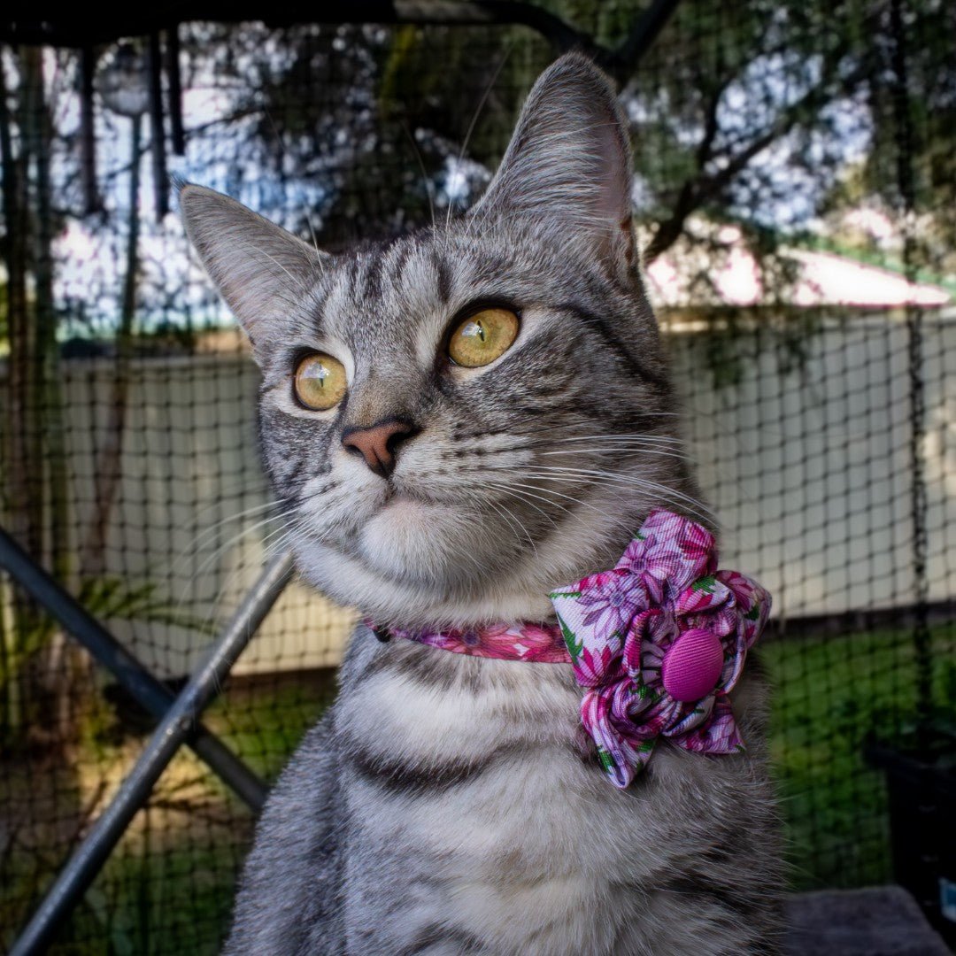 Collar Flower | Perfect Petals-Bow-Dizzy Dog Collars