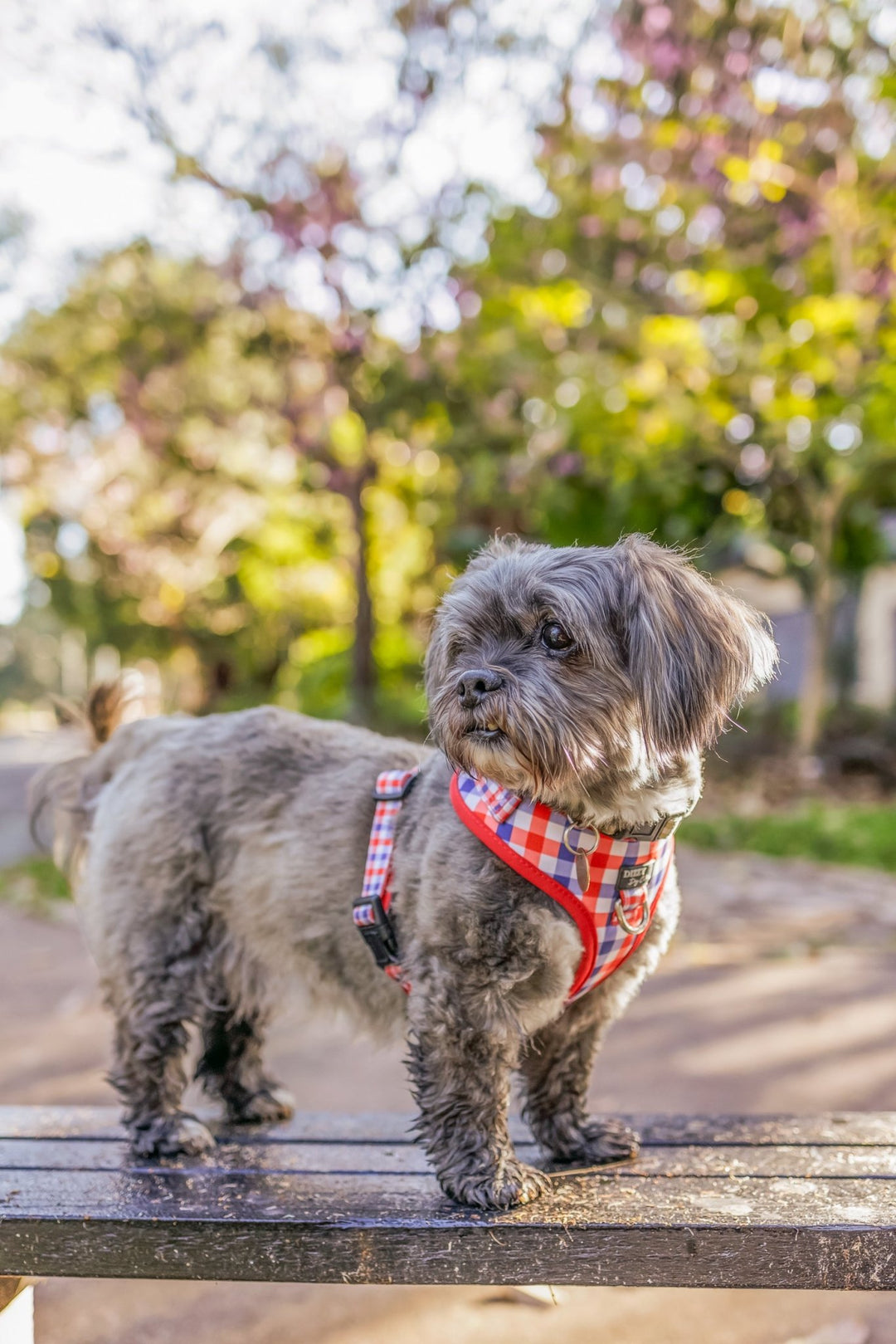 The image is of a grey shih tzu type breed dog standing on a wooden bench, in front of greenery. The dog is looking to the left of the image and is wearing a red and blue gingham harness.