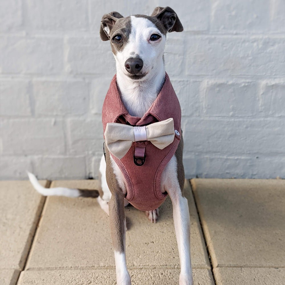 Dog Harness Australia Made From Corduroy with Bow Tie Dusty Pink