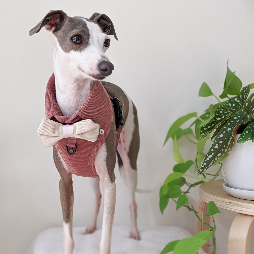 Dog Harness Australia Made From Corduroy with Bow Tie Dusty Pink