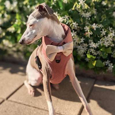 Dog Harness Australia Made From Corduroy with Bow Tie Dusty Pink