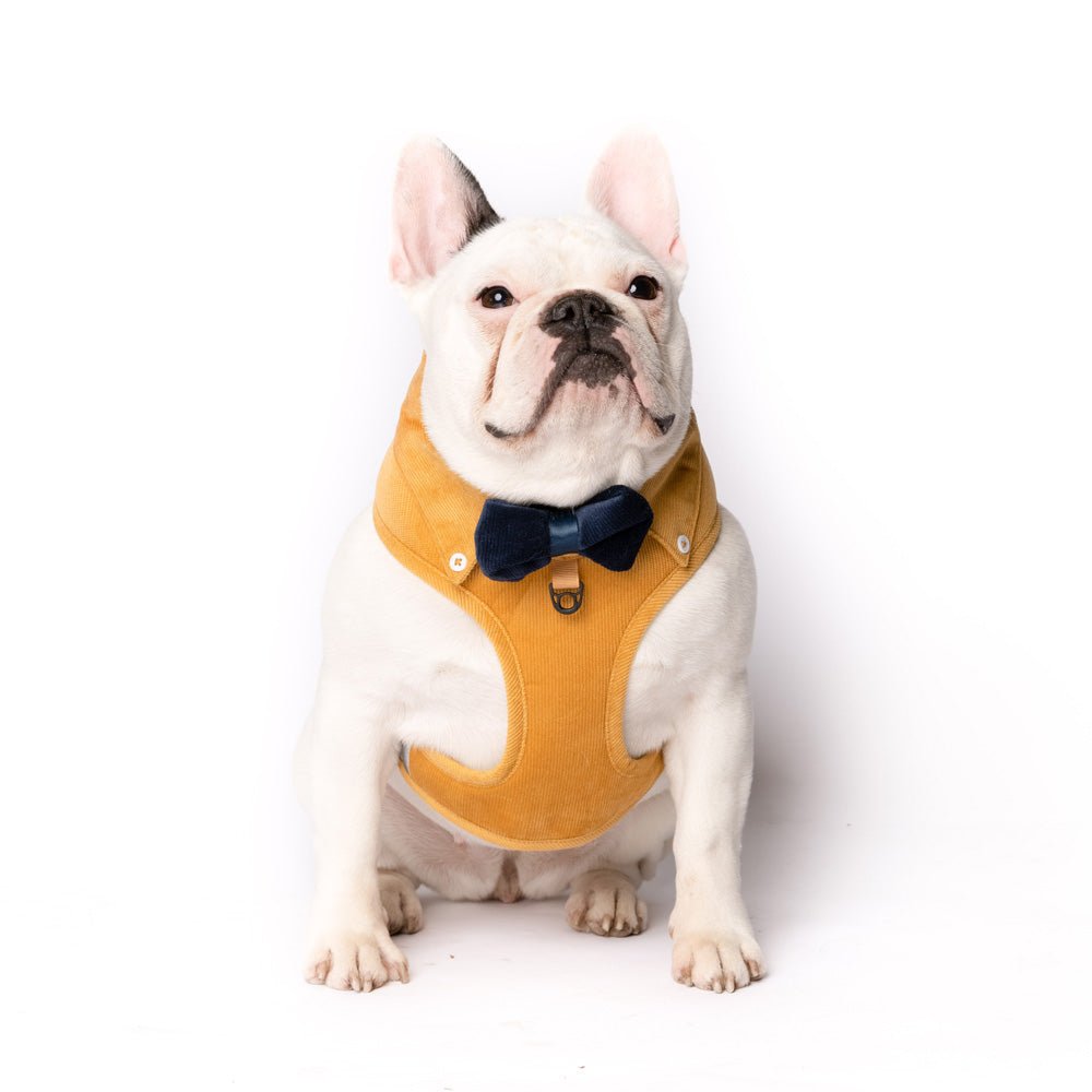 Stylish Dog Harness Australia Made From Corduroy with Bow Tie Mustard Yellow