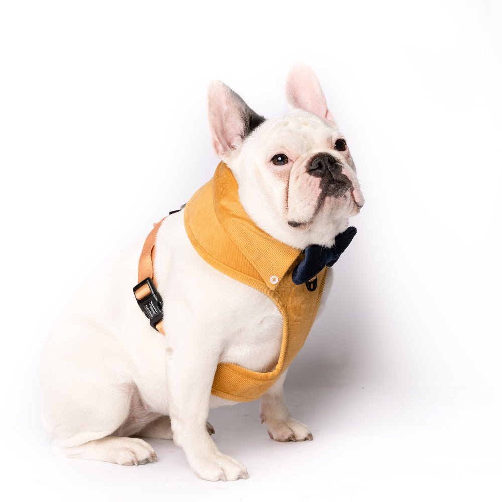 Stylish Dog Harness Australia Made From Corduroy with Bow Tie Mustard Yellow