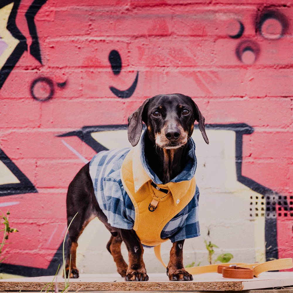 Stylish Dog Harness Australia Made From Corduroy with Bow Tie Mustard Yellow