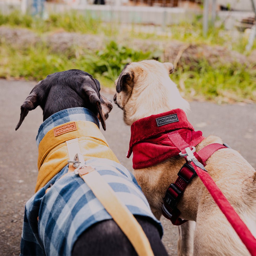 Stylish Dog Harness Australia Made From Corduroy with Bow Tie Mustard Yellow