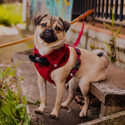 Dog Harness Australia Made From Corduroy with Bow Tie Ruby Red